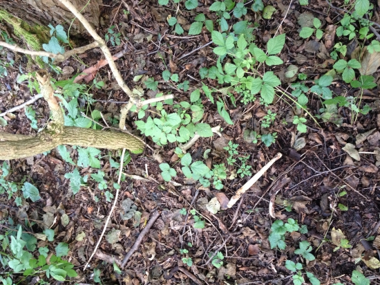 Môj prvý srnčí :) Starší ale potešil :)) Prvý pohľad :)