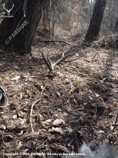 Ďalší krásny spiatočnik :)