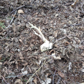 Ďalšia úspešná vychádzka :)