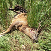 Ďalší srnčí úhyn