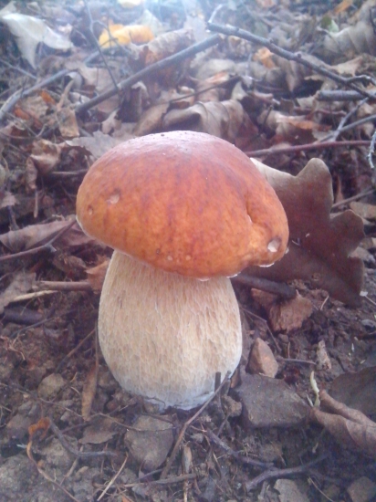 Konečne mám prvého tohtoročného :)