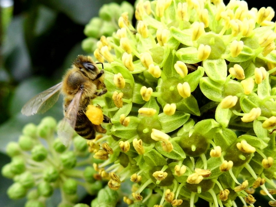 šikovný pracovník :)