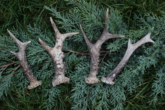 moja menšia zbierka srnčích zhodov