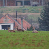 poobednajšia siesta