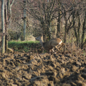 Z včerajšej spoločnej