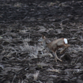 srncek uz bez ozdoby
