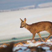 posledná srnka v minulom roku :) (2)