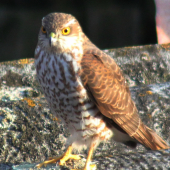 mňam mňam tolko sliepok