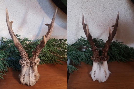 úhyn srnca (pred a po úprave)