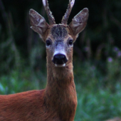 za hlasom rujnej srny
