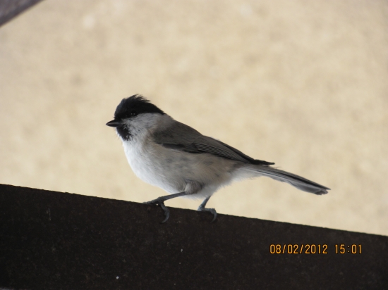 sivo bielo čierna sýkorka