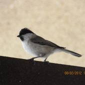 sivo bielo čierna sýkorka