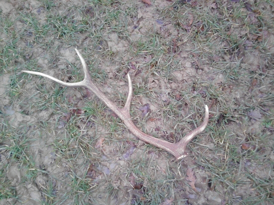Mladý jeleň...tretie parožie