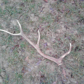 Mladý jeleň...tretie parožie