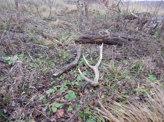 Malý ale môj prvý tak o to cennejší.