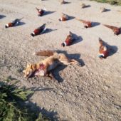 Niečo z Decembrovej spoločnej