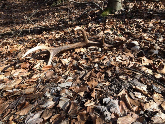 Keď srdce ide z hrude vyskočiť a až neverím očiam