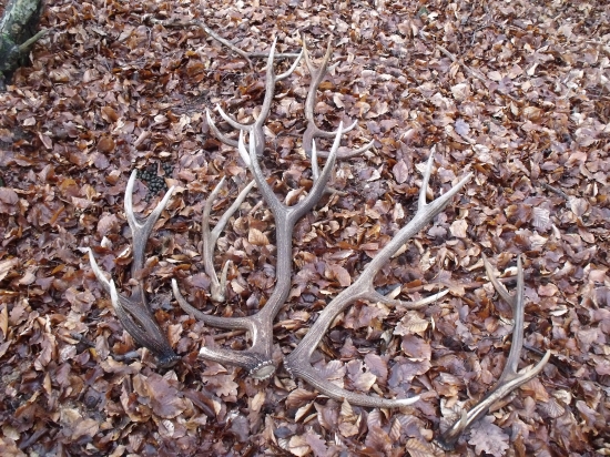 keď sa darí, tak sa darí