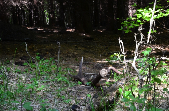 po jeleňom chodníku