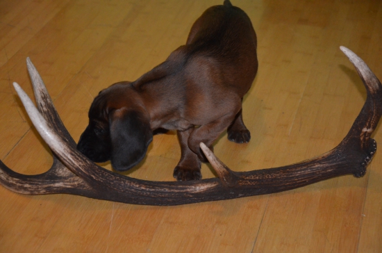 moja nová pomocníčka