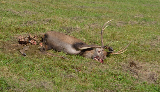 Keď ruja skončí...