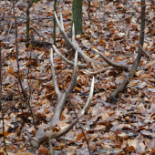 Takto si tam ležali