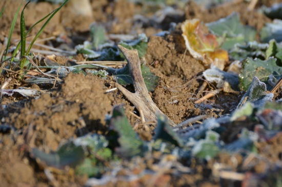 V prvých ranných lúčoch