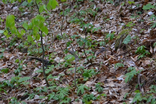 ...so zlomeným očníkom