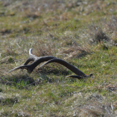 Už som ani nedúfal...