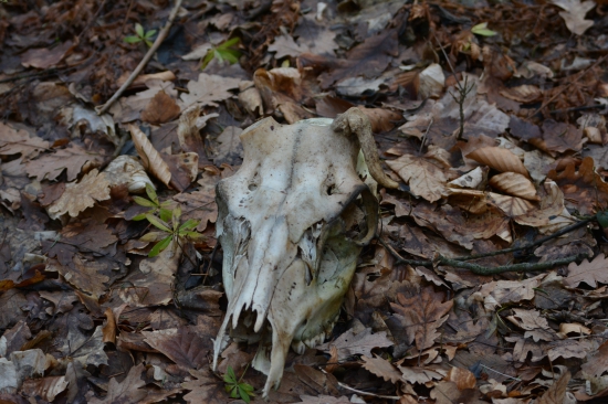 Skoro ma ´´šľak´´ trafil...