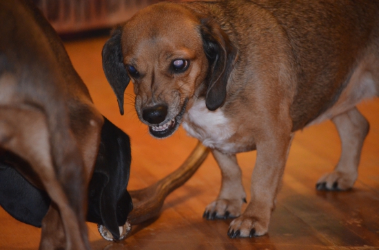 ...Inštinkt lovca...