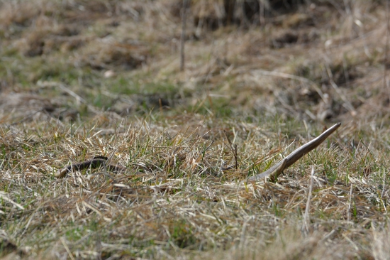 Aprílový osmáčik