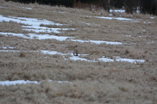 Prvý pohľad - adrenalín zaručený