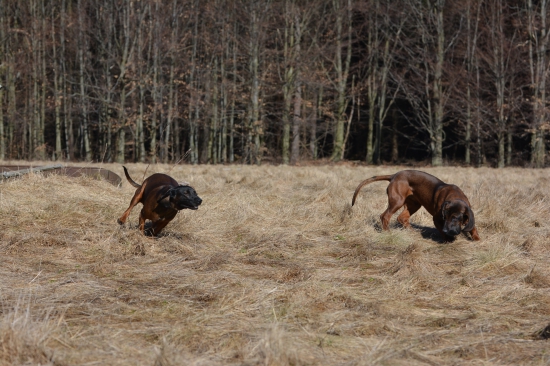 vybehaný do sítosti