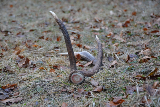 Po dlhšom čase opäť úspech