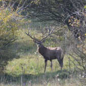 Kráľ horských lúk