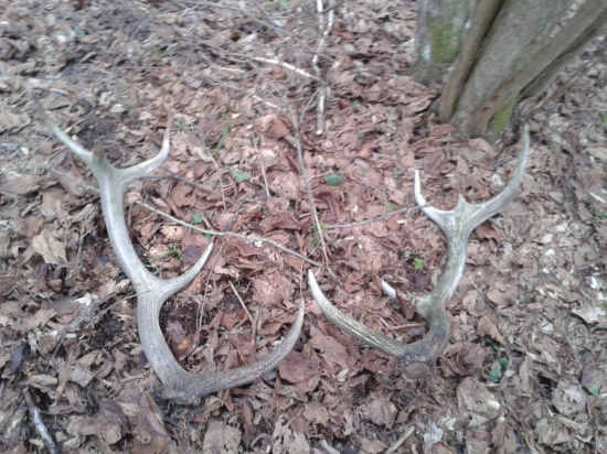 Moj prvy paroh a hned dva :)