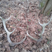 Moj prvy paroh a hned dva :)