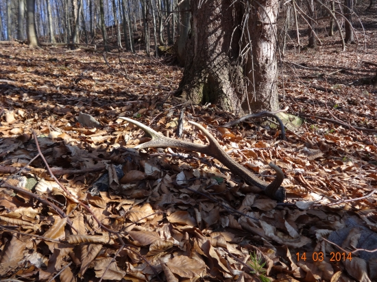 Aj  minuloročny potešil