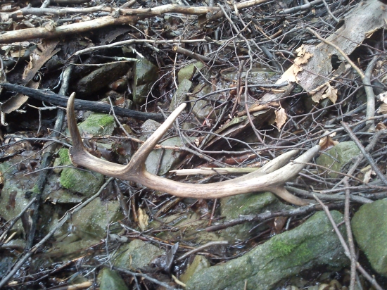 Aj  potok   ma  svoje  prekvapenie