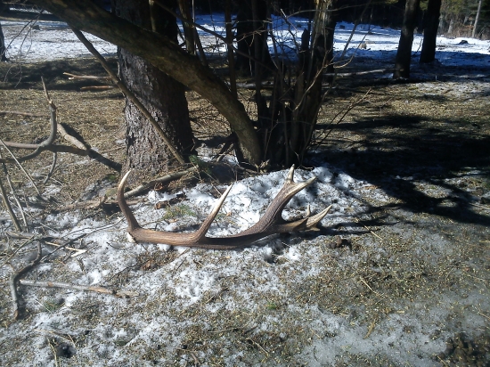 Celkom  slušny  kus