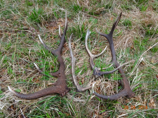 Vydarena sobotňajšia prechadzka