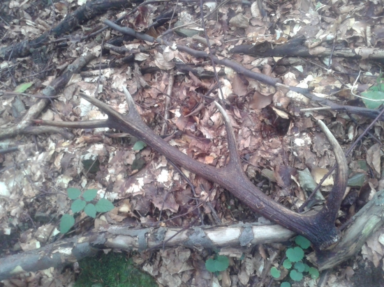 Para k ID Fotky  313475