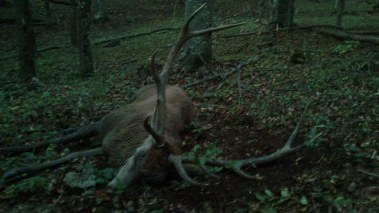 Posledné kroky ku Kráľovi tesne po zhasnuti. Lovu Zdar