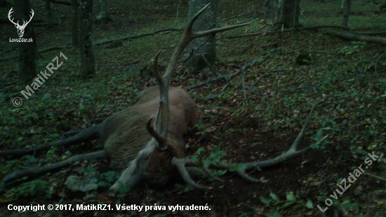 Posledné kroky ku Kráľovi tesne po zhasnuti. Lovu Zdar