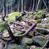 včerajšie štastie