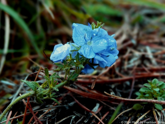 Ešte stále kvitnú