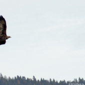 Podarilo sa mi ho cvaknúť