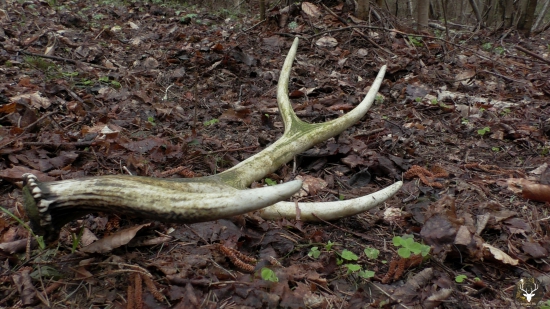 Aspoň  osmák starý