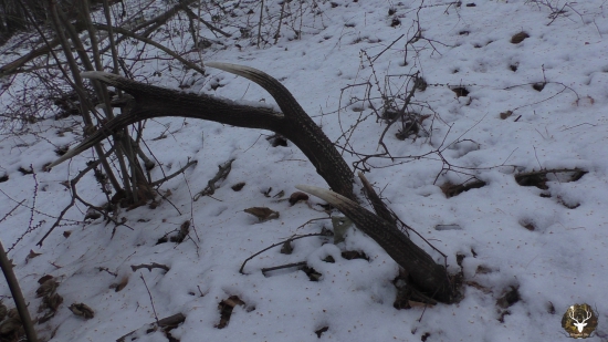 14 torák, tak dá sa aj teraz ešte nájsť